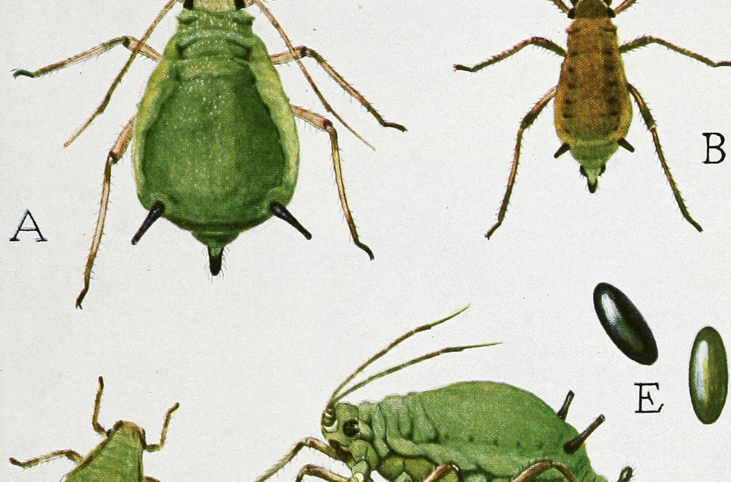 A is for APHID
